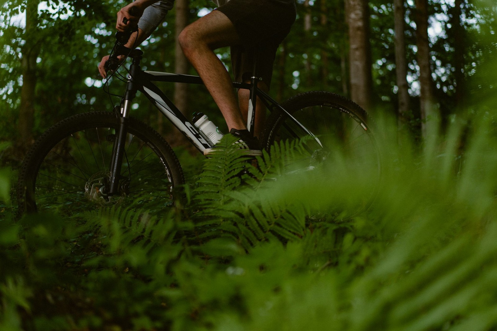 Vététiste roulant sur une trace en sous-bois jalonnée de racines et de fougères
